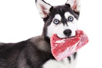 bigstock-Dog-holding-raw-meat-in-its-mo-112410617.jpg